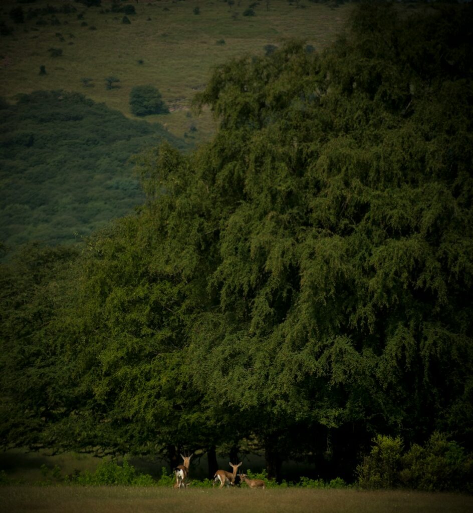 people standing on brown sand near green trees during daytime